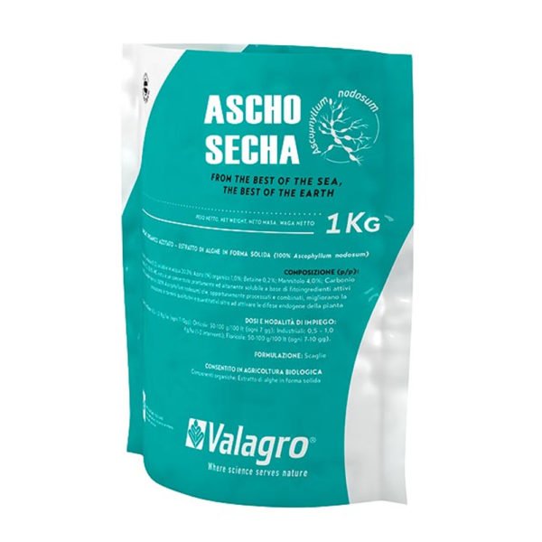 Ascho Secha